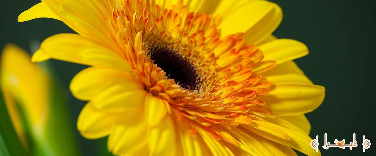 گل های مناسب برای مراسم ترحیم
